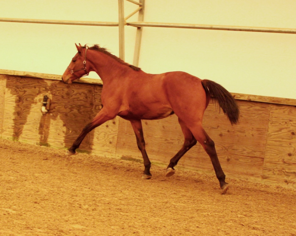 chicletto 4 16 1
